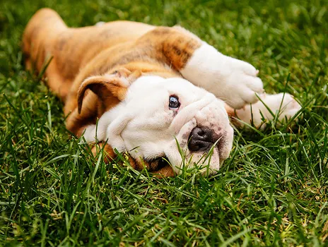 pet_img02