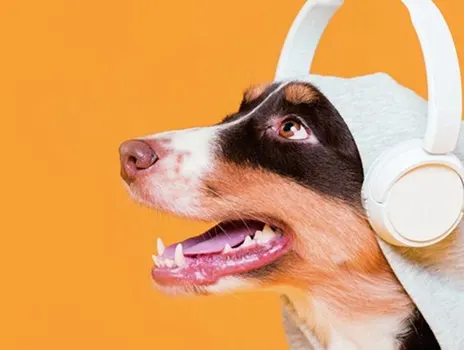 pet_img03