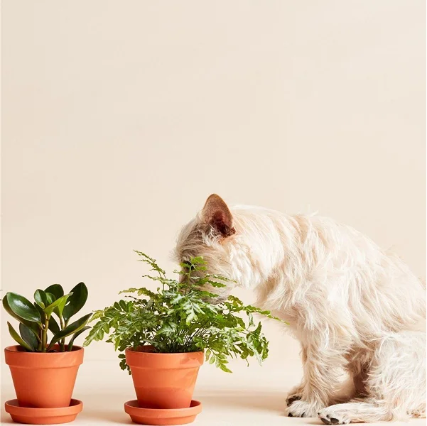 plant_cat4