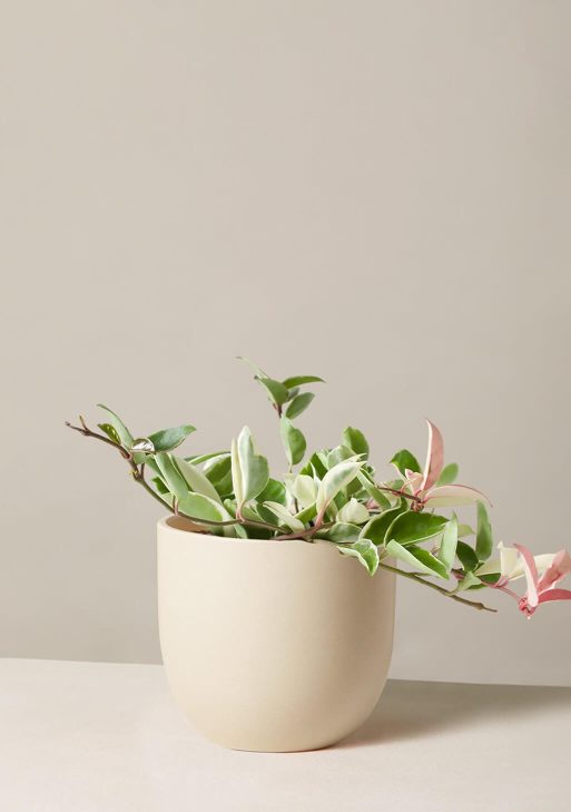 Hoya Carnosa Tricolor