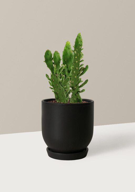 Prickly Pear Cactus