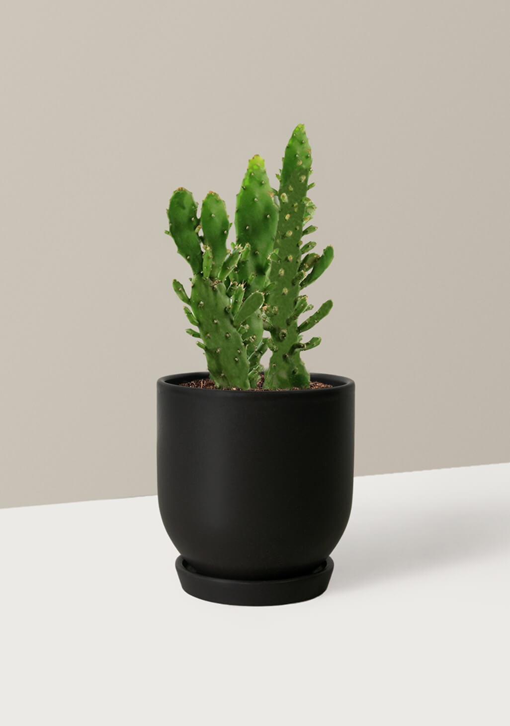 Prickly Pear Cactus