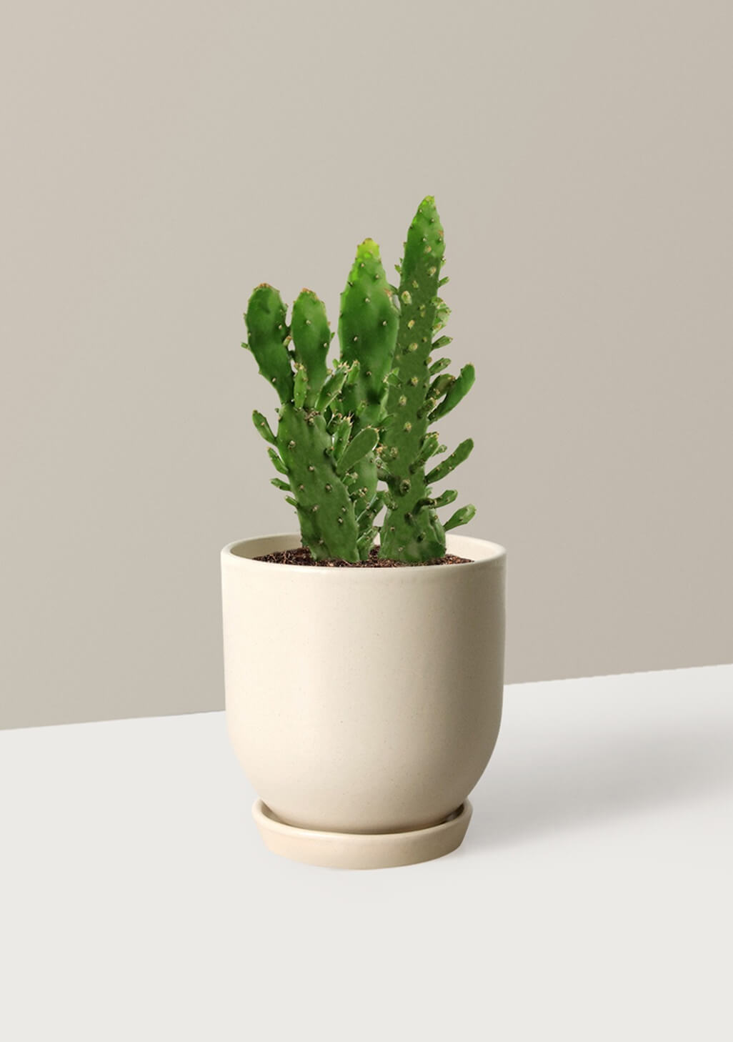 Prickly Pear Cactus