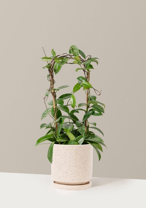 Hoya Pubicalyx Hoop