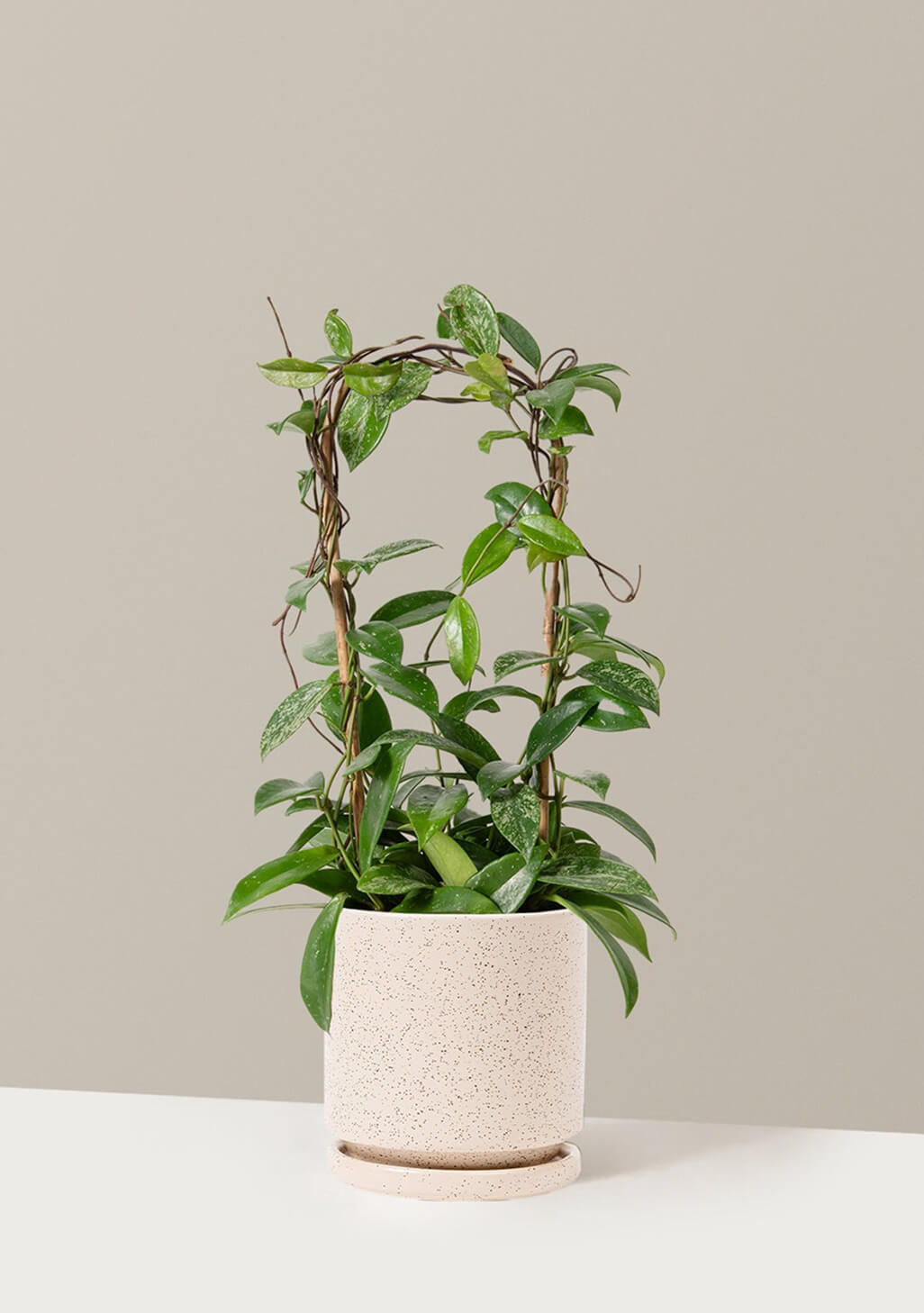 Hoya Pubicalyx Hoop
