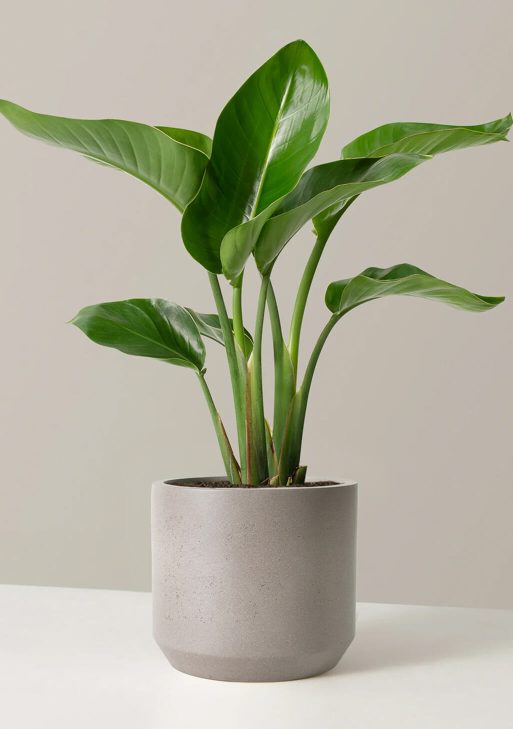 Ficus 'Ruby'