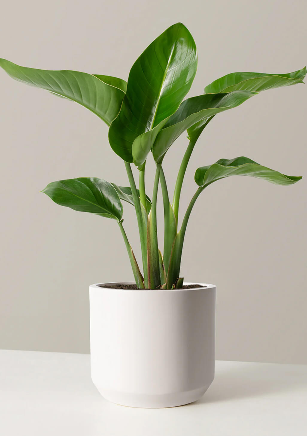 Ficus 'Ruby'